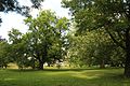 !-2014-osowa-sien-palac-fraxinus-excelsior-platanus-park.jpg