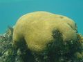 'Brain' coral.JPG