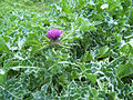 (1) Milk thistle.jpg