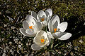 - Crocus albiflorus 01 -.jpg