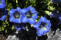 - Gentiana clusii 01 -.jpg