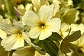 - Primula veris 01 -.jpg