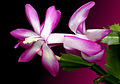 - Schlumbergera trunctata -.jpg