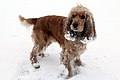 "Bill" - Cocker spaniel anglais 5.JPG