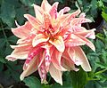 "Giraffe" dahlia (Group 13, Double Orchid).jpg