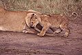 Cub Catches Tail.jpg