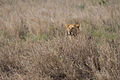 Female Panthera leo in the wild.jpg