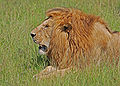 Lion, Masai Mara, Kenya.jpg