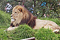 Lion02 - melbourne zoo.jpg