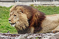 Lion03 - melbourne zoo.jpg