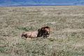 Lion at Ngorongoro Crater.jpg