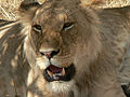 Lion baring teeth.jpg