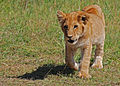 Lion cub, Masai Mara, Kenya.jpg