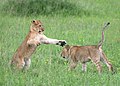 Lion cubs Serengeti.jpg