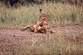 Lion Cubs Wrestling.jpg