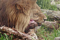 Lion feeding02 - melbourne zoo.jpg