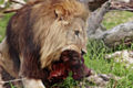 Lion feeding03 - melbourne zoo.jpg