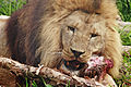 Lion feeding04 - melbourne zoo.jpg