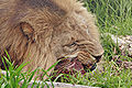 Lion feeding - melbourne zoo.jpg