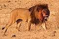 Lion Ngorongoro Crater.jpg