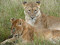 Lioness resting.jpg