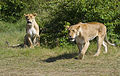 Lionesses, Masai Mara, Kenya.jpg