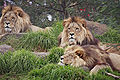 Lions - melbourne zoo.jpg