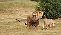 Pair of lions.jpg