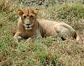 Young lion of the Serengeti.JPG