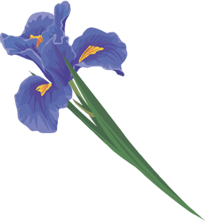 Iris