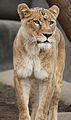 Lioness2010 2.jpg