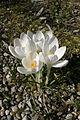 - Crocus albiflorus 02 -.jpg