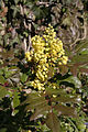 - Mahonia aquifolium 01 -.jpg