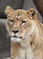 Lioness2010.jpg