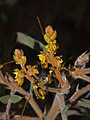 ! Senna notabilis flowers.jpg