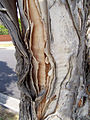 (85) Paperbark.jpg