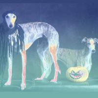 Ghost grayhounds