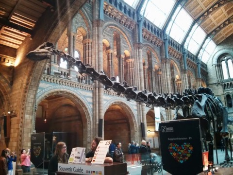 diplodocus national history museum