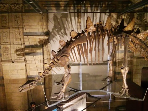 Tuojiangosaurus