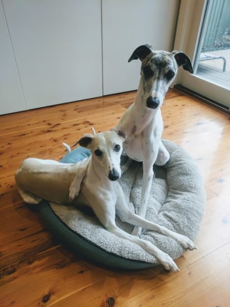 Jasper the nervous Whippet