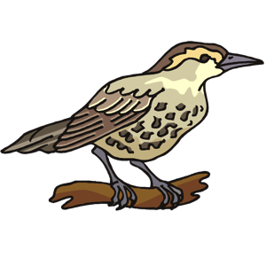 Missel Thrush